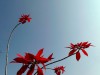 Népal - Pokhara : la fleur rouge que l\'on voit partout