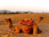 Inde - Puskar : ballade en chameaux