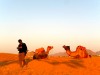 Inde - Puskar : ballade en chameaux