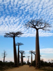 Madagascar : en route pour Morondava - allée des baobabs