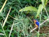 Madagascar - descente de la rivière Tsiribihina : martin-pêcheur