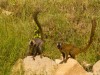 Madagascar - descente de la rivière Tsiribihina : lémuriens