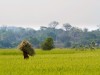 Madagascar - arrivée à Belo-sur-Tsiribihina : rizière