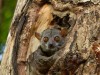 Madagascar - sur la route des Tsingy : lémurien