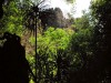 Madagascar - Tsingy de Bemaraha : forêt