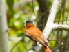 Madagascar - Tsingy de Bemaraha : oiseau