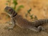 Madagascar - Tsingy de Bemaraha : iguane