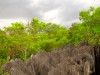 Madagascar : Tsingy de Bemaraha