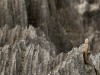 Madagascar - Tsingy de Bemaraha : iguane