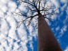 Madagascar : en route pour Morondava - allée des baobabs