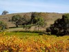 Australie - Barossa Valley : la route des vins