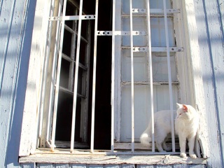 Chili - Valparaiso : un joli chat