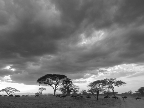Tanzanie : Serengeti