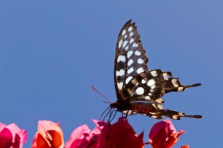 Madagascar Ifaty : papillon de lumière !