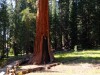 USA - Sequoia NP