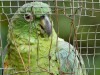 Bolivie - Sorata : notre pension - le perroquet