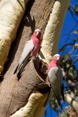 Australie - Alice Spring : perroquets (le bonheur du photographe animalier)