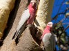 Australie - Alice Spring : perroquets (le bonheur du photographe animalier)