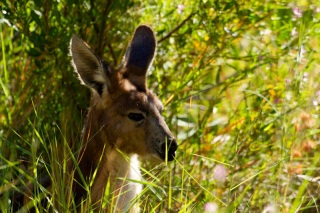 Australie - Monts Olga : kangourou