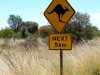Australie - on the road : des kangourous partout