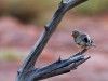 Australie - Monts Olga : oiseau