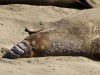 USA - Côte Pacifique : éléphants de mer à San Simeon