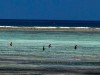 Zanzibar - Matemwe : la culture des algues