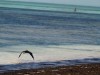 Zanzibar - Matemwe : le héron de la plage