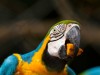 Bolivie : Zoo de Santa Cruz
